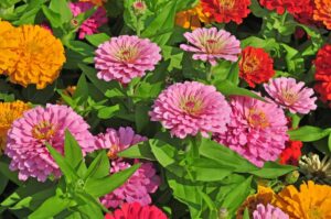 Zinnia Flower Seeds All Colour Hybrid With 100% Germination (280 Seeds)