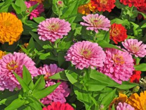 Zinnia Flower Seeds All Colour Hybrid With 100% Germination (280 Seeds)