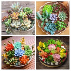 Earth Hopper 50 Seeds Pcs- Rare Beautiful Mixed Succulents Seeds for Planting, DIY Ornamental Plant Seeds – Grow Indoor/Outdoor Both