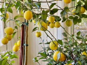 Kagoji Lemon Live Fruit Plant & Tree (1.5-3.5 Ft Hight) For Home Gardening (Hybrid, Pack Of 1),CF_06