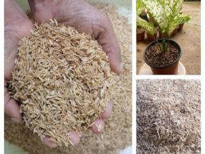 Organic Rice Husk for Plants – Natural Potting Mix Ingredient for All Kinds of Plants – Best Improves Soil Structure, Enhances Water Retention and Increases Soil Fertility (500gm)
