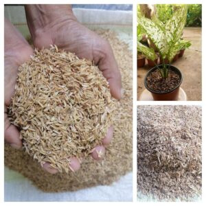 Organic Rice Husk for Plants – Natural Potting Mix Ingredient for All Kinds of Plants – Best Improves Soil Structure, Enhances Water Retention and Increases Soil Fertility (500gm)