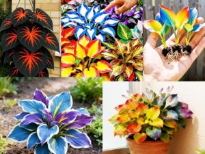 imported Hosta Flower Seeds Mix for Home and Garden, 80+ Seeds per Pack