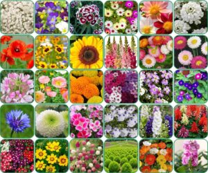 Aero Seeds 30 Variety Of Flower Seeds Combo Pack With Instruction Manual.