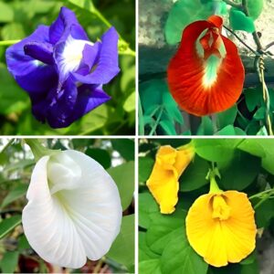 All Colour Aparajita Seeds for Gardening | Blue, Red, White, Pink, Yellow, Multi Colour Hybrid Double Petal Layered Flower Seeds for Outdoor Planting (Pack of 30)