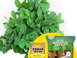 TrustBasket Premium Methi (Hybrid) Seeds with Free Germination Potting Soil Mix | Sow and Grow Fresh Healthy Seed in Your Garden Perfect for Home & Terrace Gardening