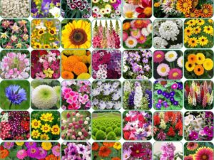 Aero Seeds 40 Flower Seeds Combo Pack For Kitchen Garden With Instruction Manual.