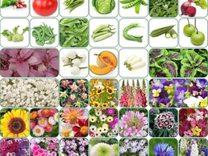 Aero Seeds 90 variety(45 flower and 45 vegetable) seeds combo pack with instruction manual.