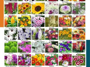 Aero Seeds Combo of 45 varieties flower seeds with instruction manual.