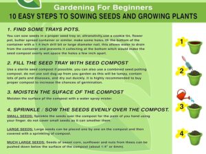 Golden Hills Farm® (AVG 50-500) seeds Gaillardia Double Red Summer Flower Seed