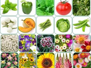 Aero Seeds 50 variety(25 flower and 25 vegetable) seeds combo pack with instruction manual.