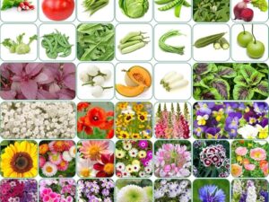 Aero Seeds 90 varieties (45 flower and 45 vegetable) seeds combo pack with instruction manual.