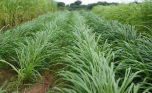 Rare Seeds Malai Makhan Grass Hybrid Seeds, nutritious hybrid seeds for cows and goats, ensures better dairy yield and growth, pack of 1 Kg