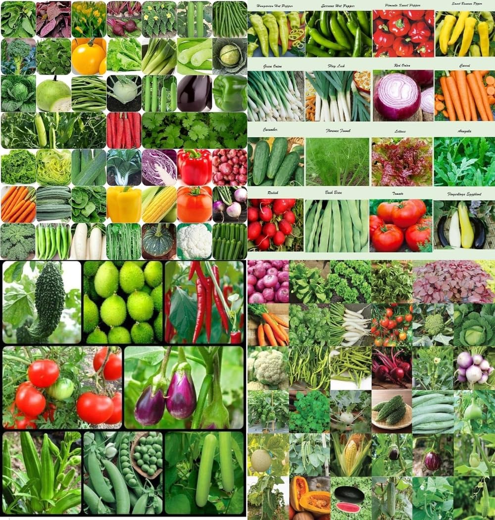 Spring home gardening combo vegetable Exotic Hybrid vegetable seeds Mix organic vegetable seeds 200