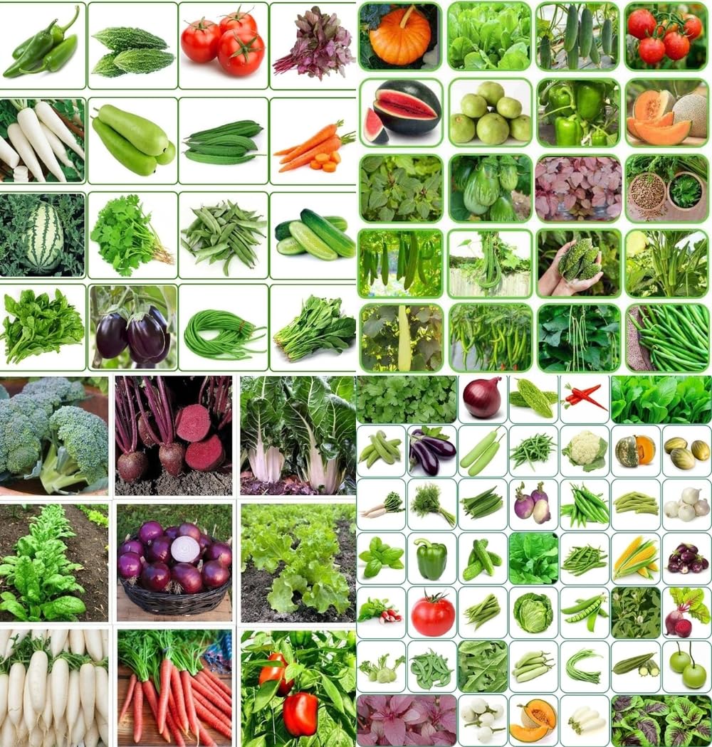 Spring home gardening combo vegetable Exotic Hybrid vegetable seeds Mix organic vegetable seeds 200 - Image 3