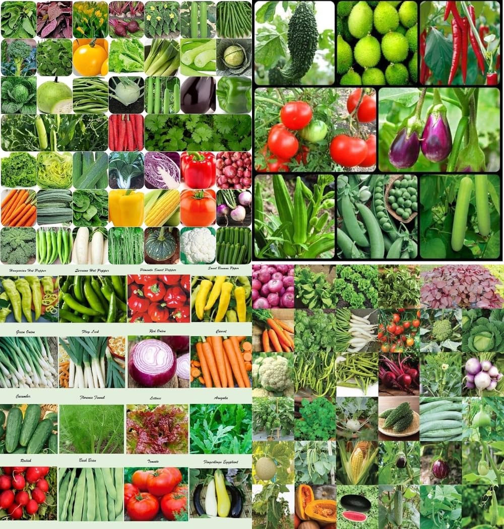 Spring home gardening combo vegetable Exotic Hybrid vegetable seeds Mix organic vegetable seeds 200 - Image 2