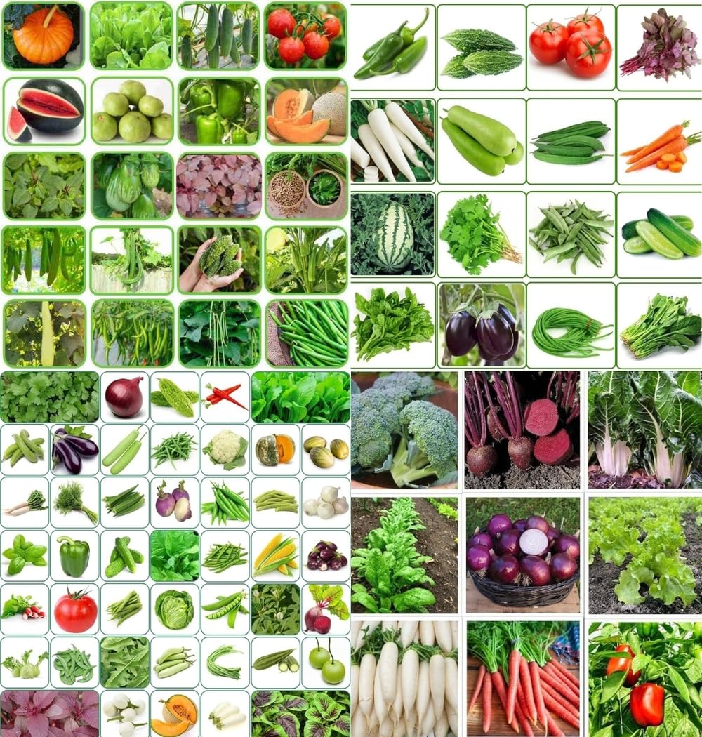 Spring home gardening combo vegetable Exotic Hybrid vegetable seeds Mix organic vegetable seeds 200 - Image 5