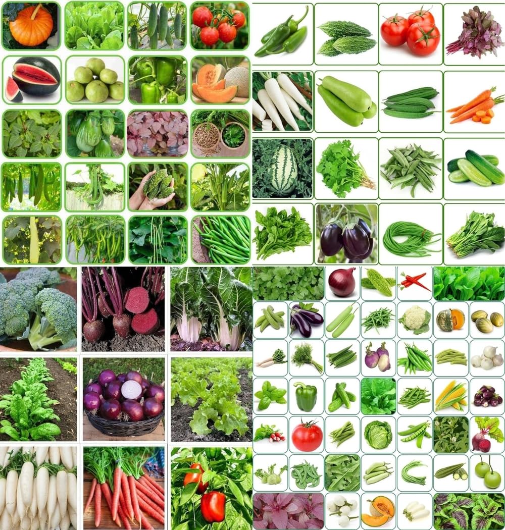 Spring home gardening combo vegetable Exotic Hybrid vegetable seeds Mix organic vegetable seeds 200 - Image 4