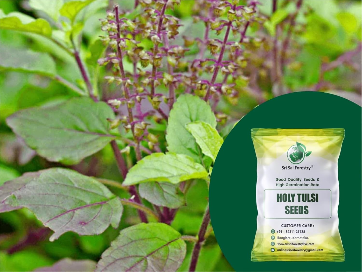 Indian Tulsi Herb Seeds (Pack of 1500 Seed) - Organic Tulsi Seed