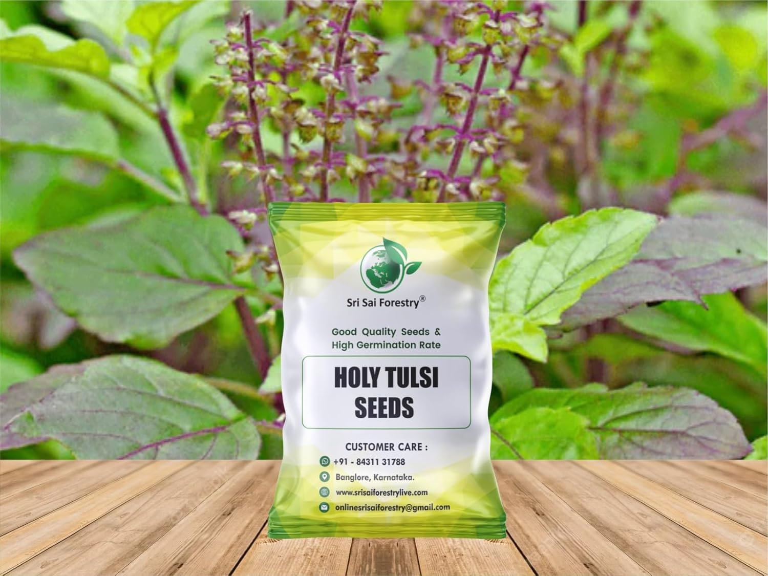 Indian Tulsi Herb Seeds (Pack of 1500 Seed) - Organic Tulsi Seed - Image 3