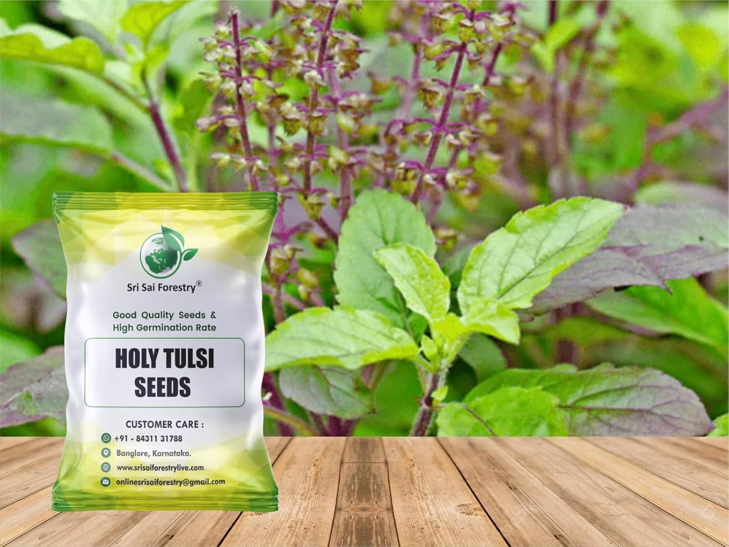 Indian Tulsi Herb Seeds (Pack of 1500 Seed) - Organic Tulsi Seed - Image 5