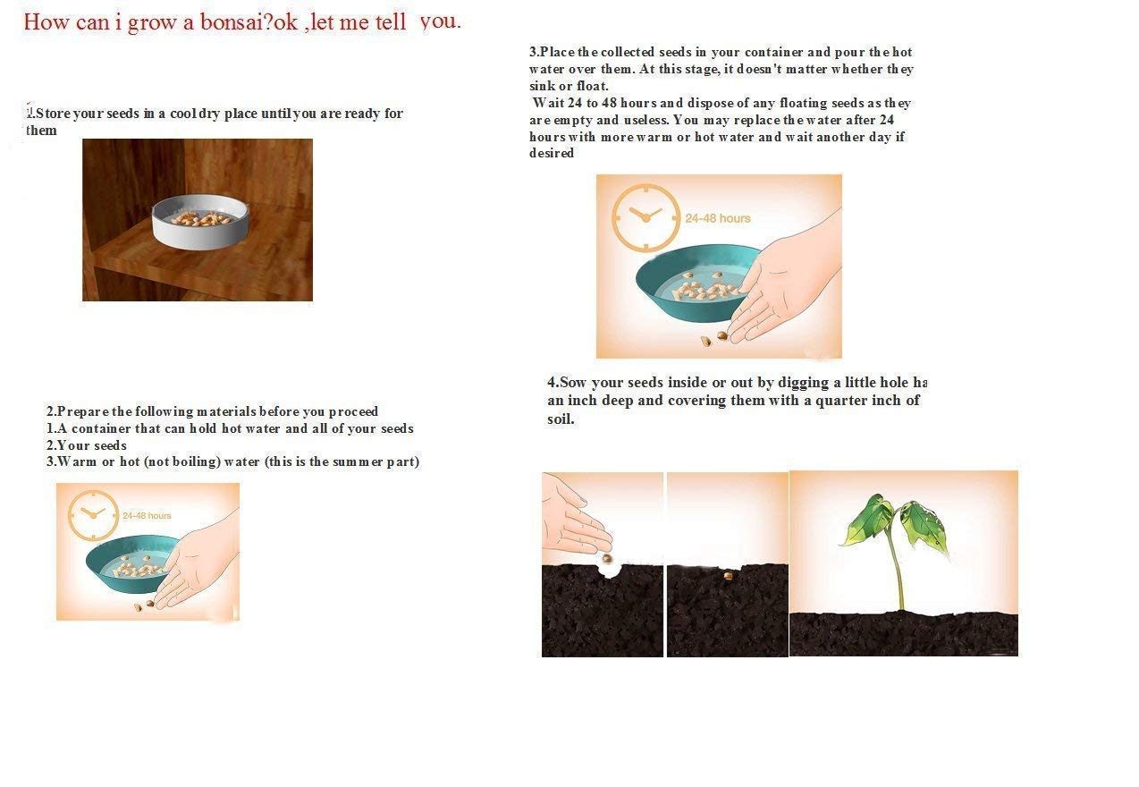 Nema Chrysanths Flower Seeds-Blue-100Pcs - Image 3