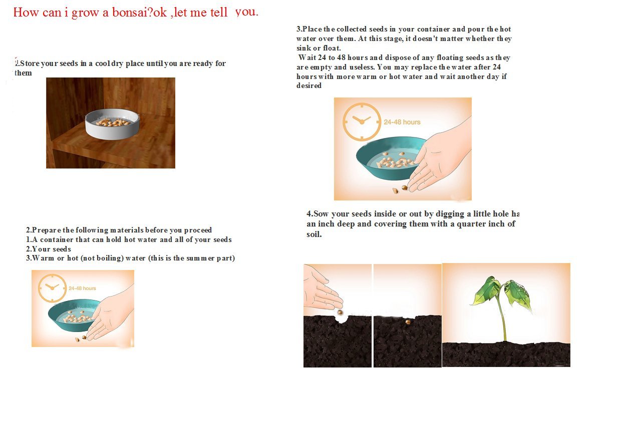 Futaba Colorful Stone Bamboo Flower Seeds - 100pcs