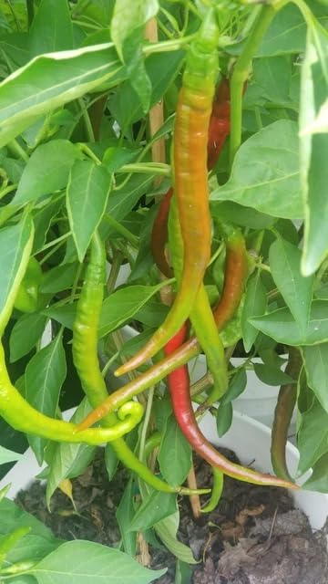 Natura GreenHouse Chili Seeds, green chilli seeds Hybrid F1 chilli seeds for home gardening (200 Long Chili Seeds)