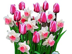 Futaba Double Petals Narcissus Flower Seeds – Pink – 100 Pcs
