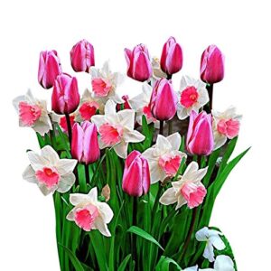 Futaba Double Petals Narcissus Flower Seeds – Pink – 100 Pcs