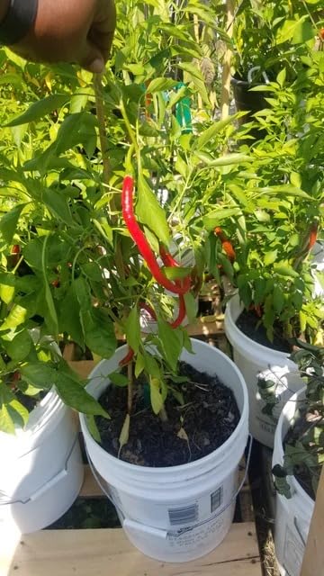 Natura GreenHouse Chili Seeds, green chilli seeds Hybrid F1 chilli seeds for home gardening (200 Long Chili Seeds) - Image 3
