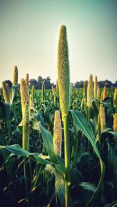 Bajra Millet Seeds for Rural Farms, Terrace Gardens, and Backyard Use, Pack of 250g