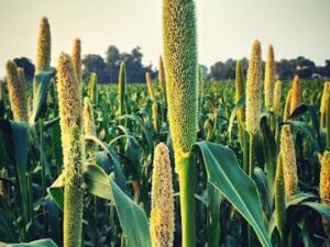 Bajra Millet Seeds for Rural Farms, Terrace Gardens, and Backyard Use, Pack of 250g