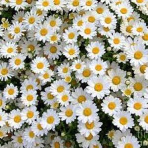 Daisy white flower_Pack of 20 seeds