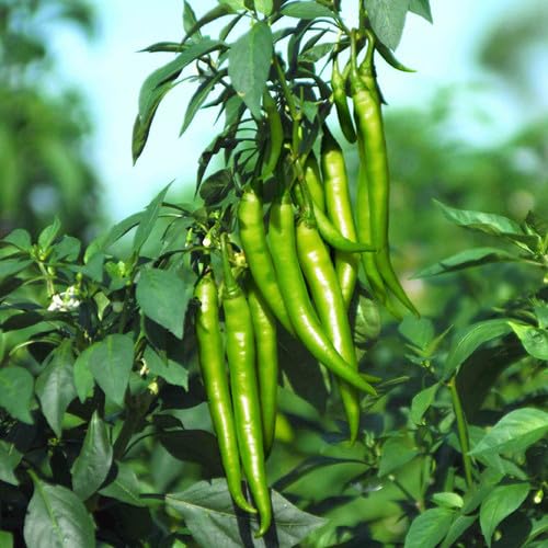 Natura GreenHouse Chili Seeds, green chilli seeds Hybrid F1 chilli seeds for home gardening (200 Long Chili Seeds) - Image 4