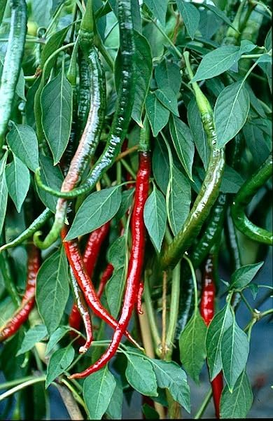 Natura GreenHouse Chili Seeds, green chilli seeds Hybrid F1 chilli seeds for home gardening (200 Long Chili Seeds) - Image 5