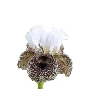 Futaba Iris Flower Seeds-White & Brown-80Pcs