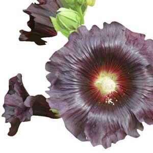 Futaba Hollyhock Flower Seeds – Black – 30 Pcs