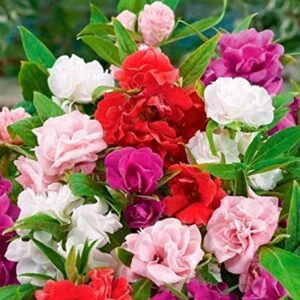 Balsam (Double Camellia Mixed) Flower Seeds – 50 Fresh Balsamina Flower Seeds by Urban Turtle®