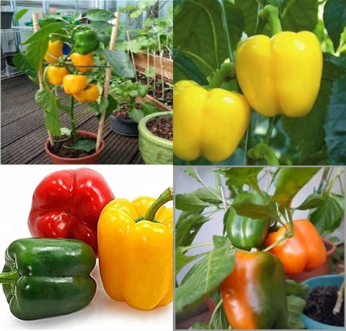 All seasons shimla mirch seeds shimla mirchi beez Shimla mirch vegetable seeds pack of 50 - Image 7