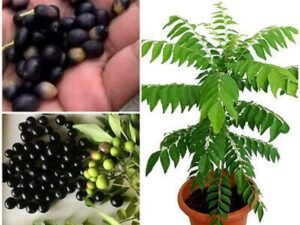 Curry leaves (Karipatta) seeds for planting Pack of 10