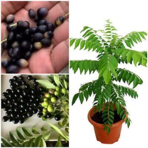 Curry leaves (Karipatta) seeds for planting Pack of 10