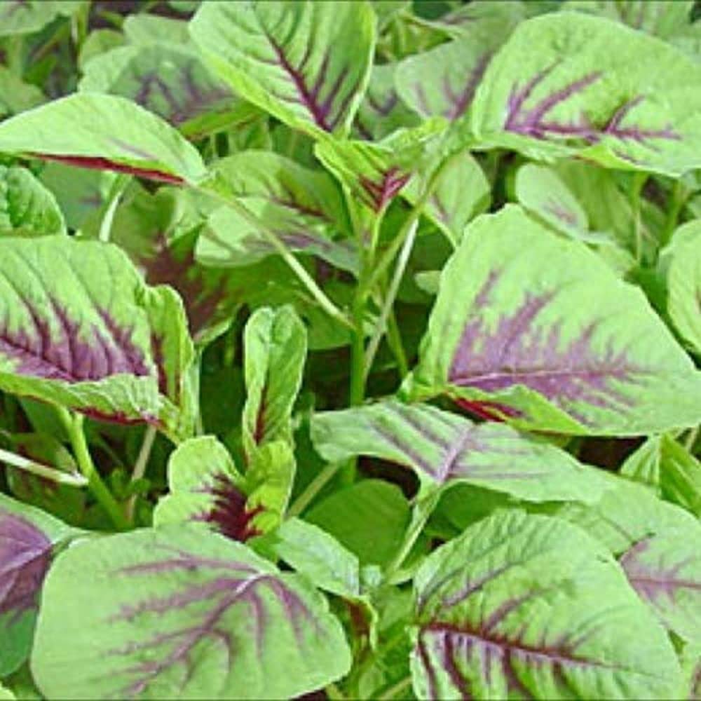 Amaranthus Green Chaulai Seeds Arai Karai Seeds Pack Of 190 Seeds - Image 3