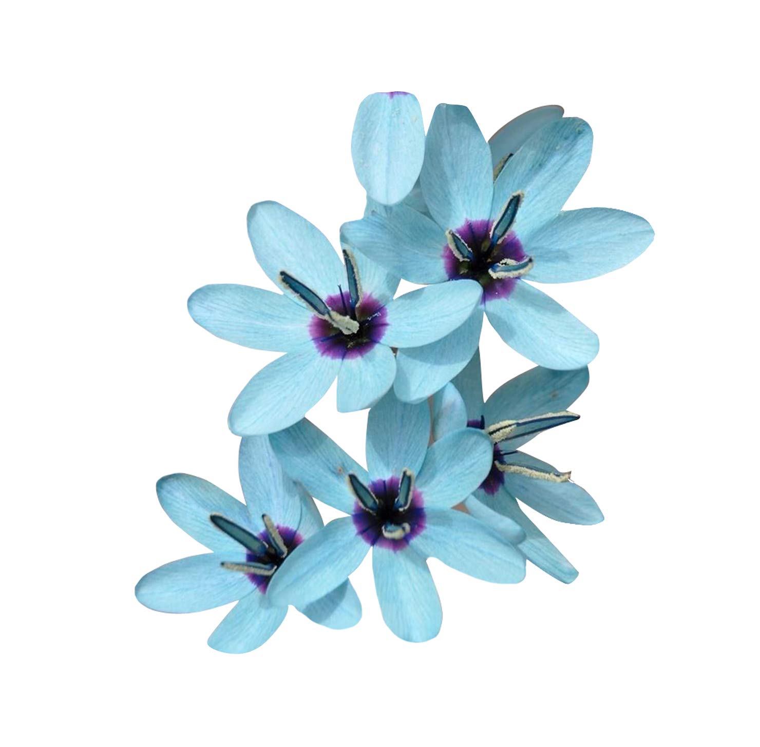 Nema Chrysanths Flower Seeds-Blue-100Pcs