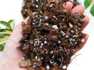 Premium Aroid Potting Mix for Philodendrons, Monsteras, Anthuriums, Alocasia, Hoya, Dischidia, Sensevieria etc | Tropical Plants Mix + Foliage Booster Natural and Organic (950 Gram)