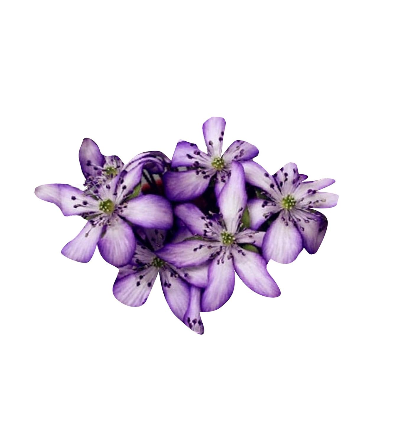 Futaba Hepatica Nolilis Flower Seeds-White And Blue-100Pcs