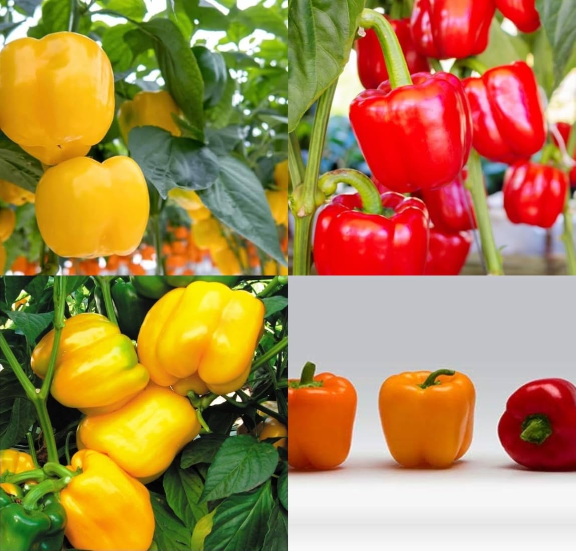 All seasons shimla mirch seeds shimla mirchi beez Shimla mirch vegetable seeds pack of 50 - Image 9