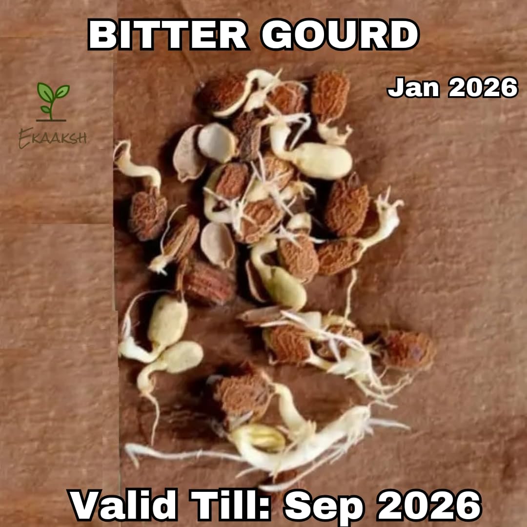 Ekaaksh - Bitter Gourd Long Seeds + Free Seed Germination Paper + Planting Guide - New Seeds with Test Result - Best for Pots, Terrace & Kitchen Gardening - Image 2