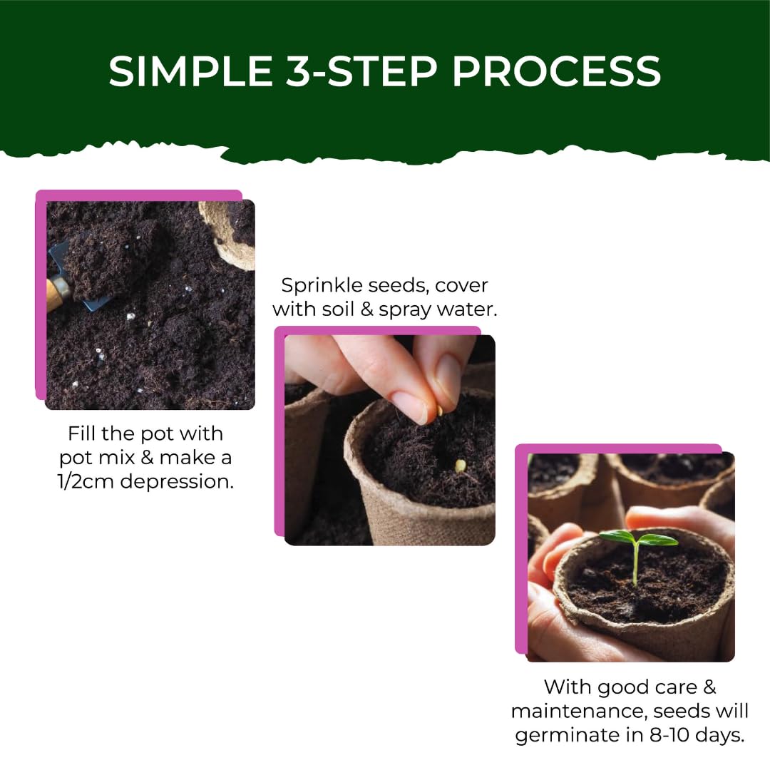 Cosmos Gardening Kit | Complete Home Gardening Set with Cosmos Seeds, Pot, Potting Mix (Soil & Fertilizer), and Plant Growth(nutrition) and Protection Spray | Ideal Return Gift - Image 5