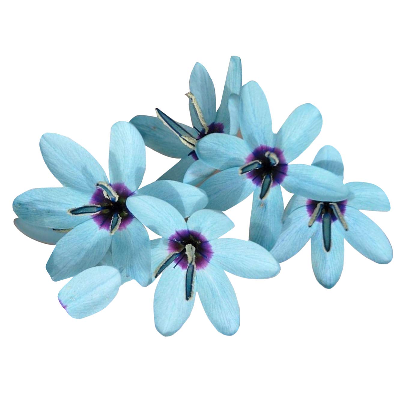 Nema Chrysanths Flower Seeds-Blue-100Pcs - Image 2